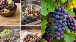 Health & Food Safety: क्या आप भी बिना धोए अंगूर खाते हैं? अंगूर में छिपे कीटनाशकों से बचने के लिए अपनाएं ये आसान और वैज्ञानिक तरीके