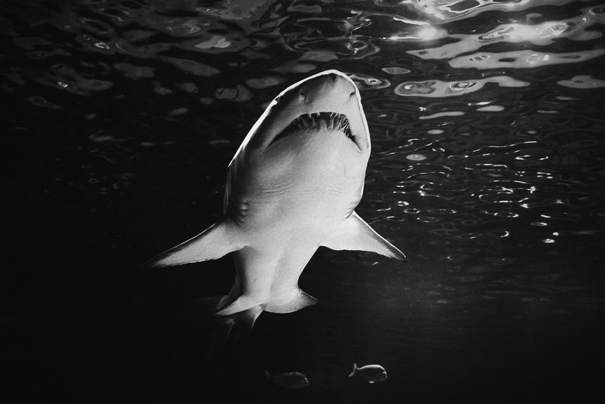 GREAT WHITE SHARK
