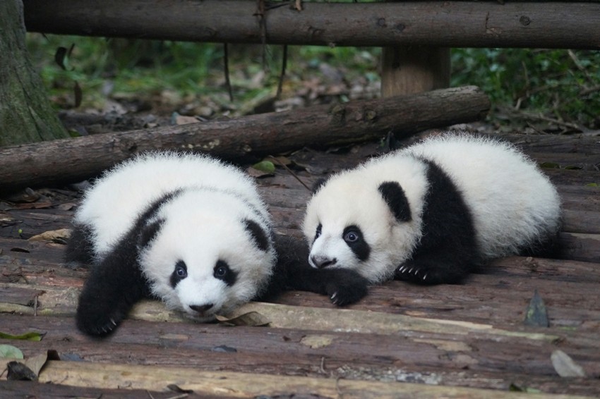 Giant Panda