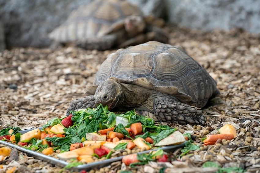Giant Tortoise