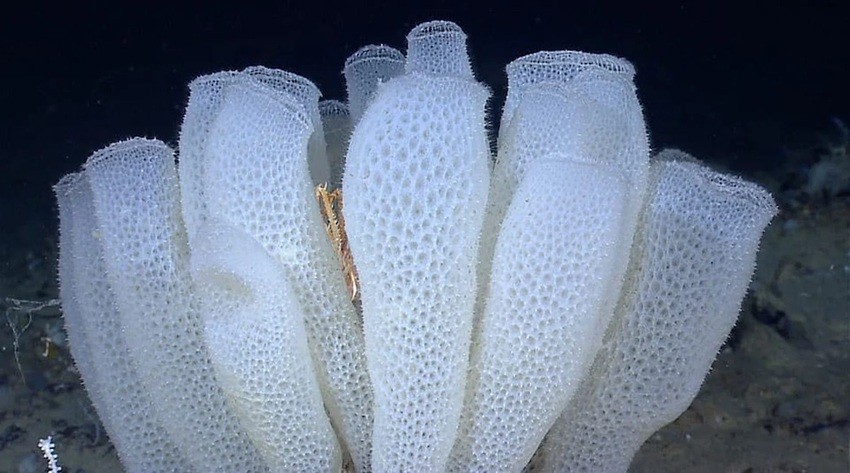 Glass Sponges