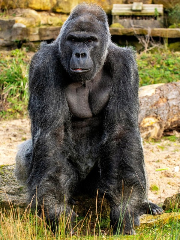 Gorilla Facts That Will Make You Rethink Their Calm Exterior