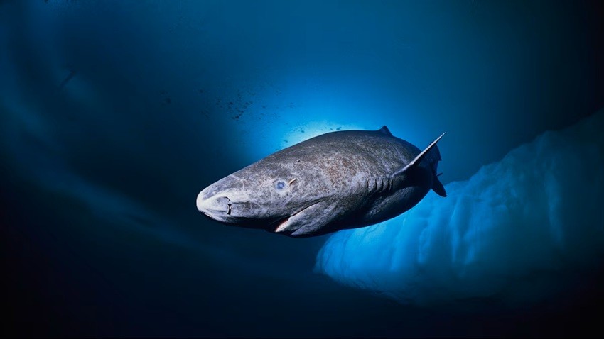 Greenland Shark