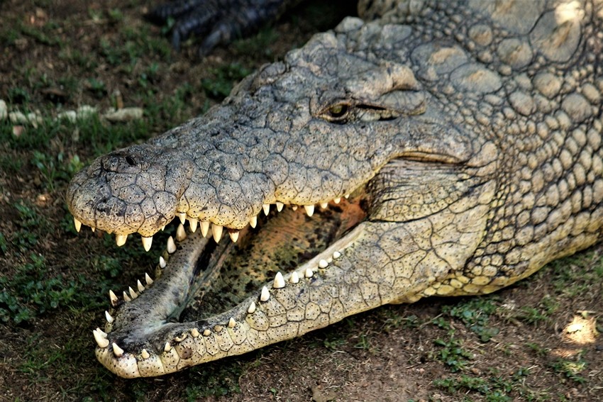 Guess How Many Teeth These Animals Actually Have