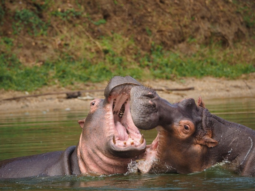 HIPPOPOTAMUS
