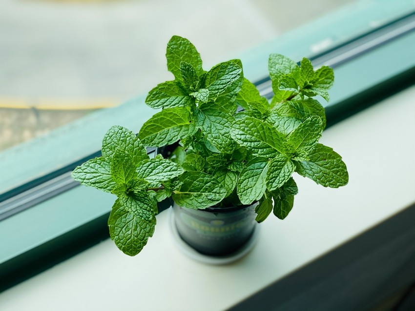 Health benefits of indoor plants