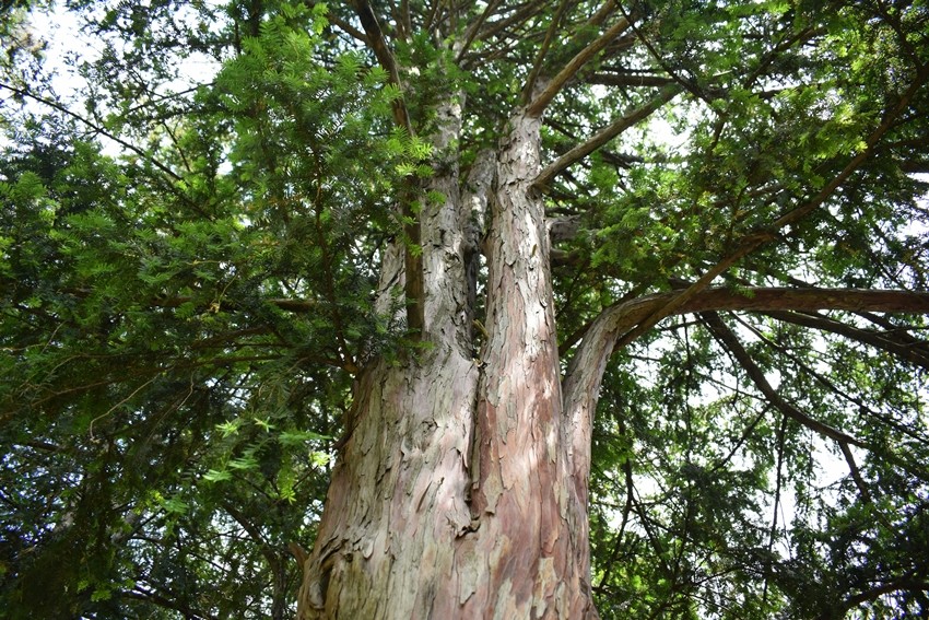 Highest oxygen producing trees