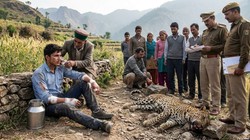 हिमाचल: तेंदुए के हमले में बाल-बाल बचा ITI छात्र, वन्य जीव की मौत