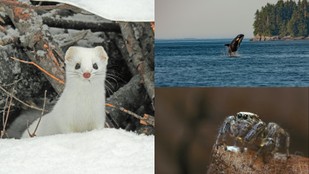 How These Animals Turn Hunting Into Mind Control