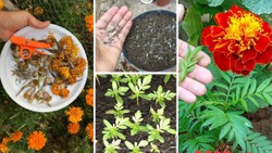 पूजा में इस्तेमाल हुए गेंदे के फूल से ऐसे उगाएं नया पौधा, कुछ ही दिनों में नई पौध से भर जाएगा गमला