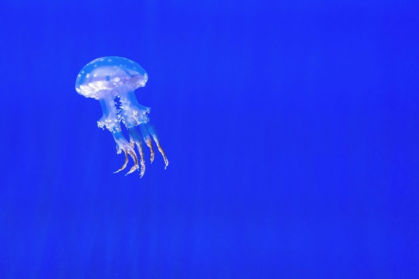 Immortal Jellyfish