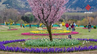 Indira Gandhi Memorial Tulip Garden Opens for Visitors Ahead of Schedule