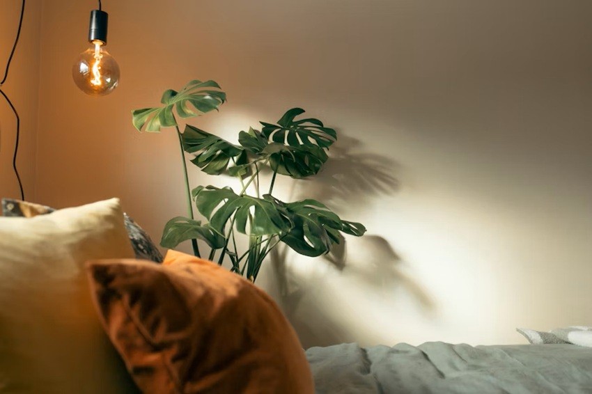Indoor plants for cooling
