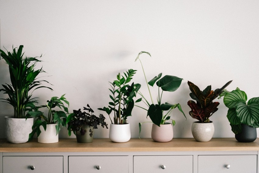 Indoor plants for health