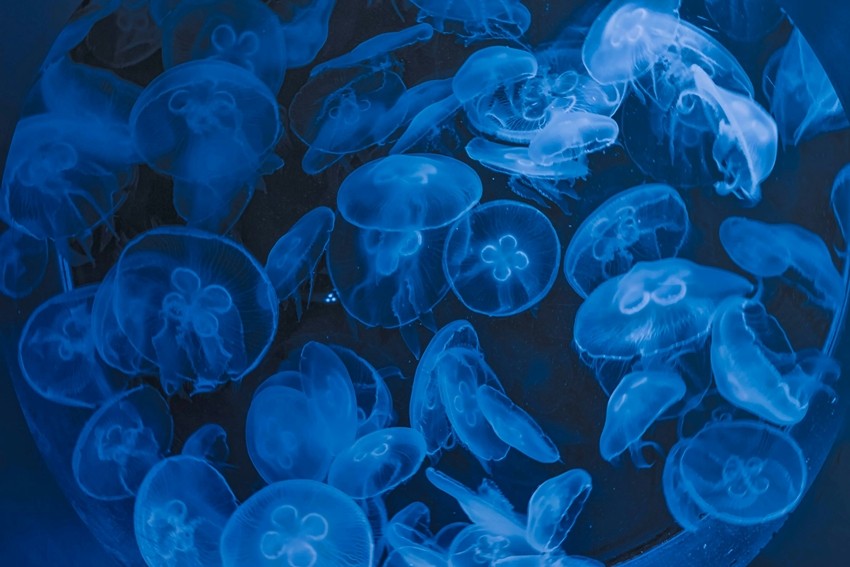 Jellyfish
