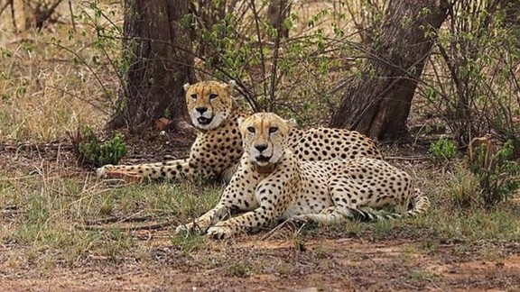 Jwala cheetah Namibia cubs birth India, cheetah conservation India numbers
