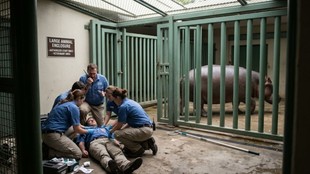 Karnataka Veterinarian Attacked by Hippo While Treating It in Enclosure Dies
