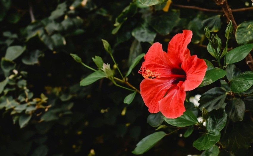 Learn How to Make Organic Gulal with Everyday Ingredients