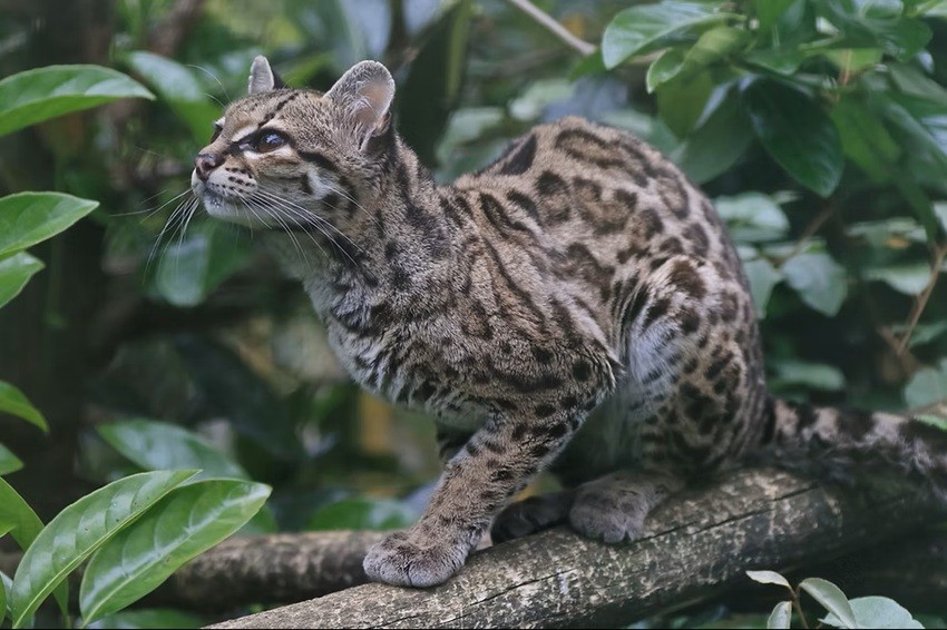 MARGAY CAT