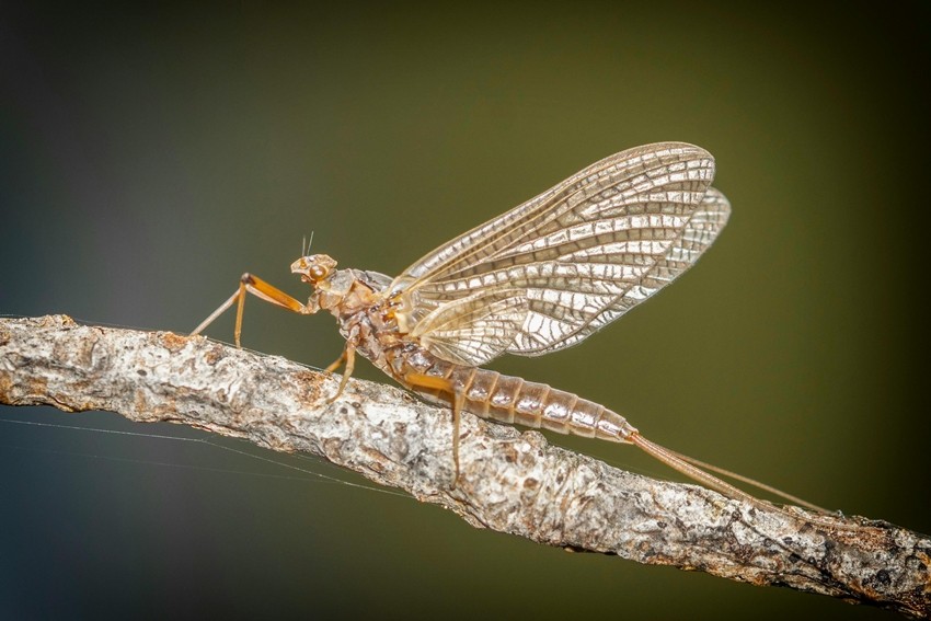 Mayfly