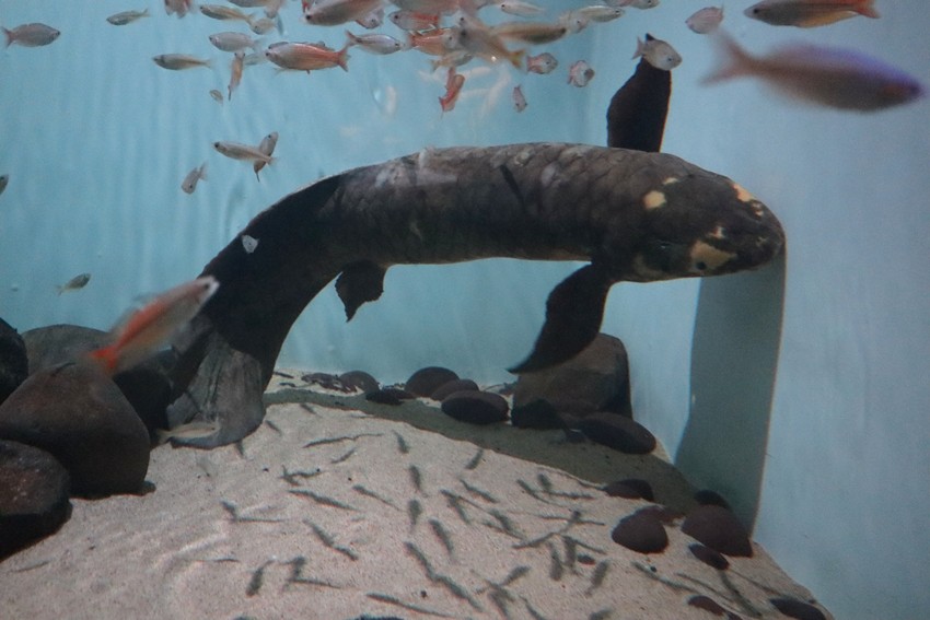 Methuselah_lungfish