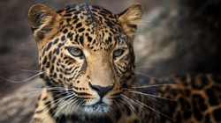 मुरादाबाद: खेत में छिपे तेंदुए ने 3 साल के बच्चे पर किया अटैक, मां ने साहस दिखाकर बचाया