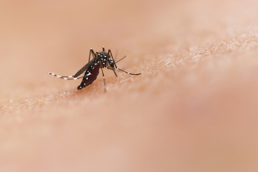 Mosquito