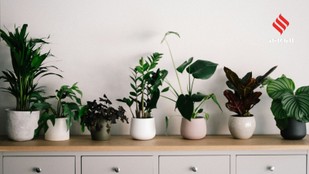 Must-Have Plants That Clean Air and Reduce Stress Naturally