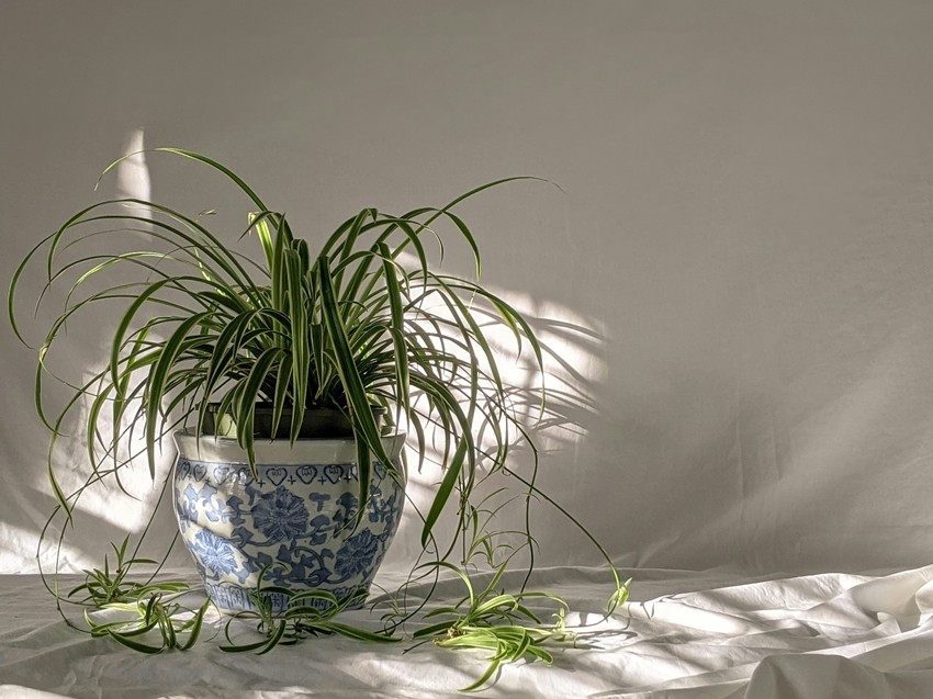 Natural air purifying plants