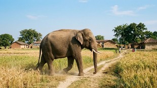 bihar elephant tramples youth to death in nawada kill three buffalo Forest officials in action