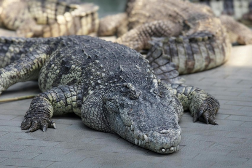 Nile Crocodile