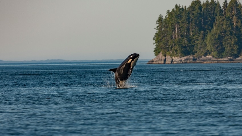 ORCA