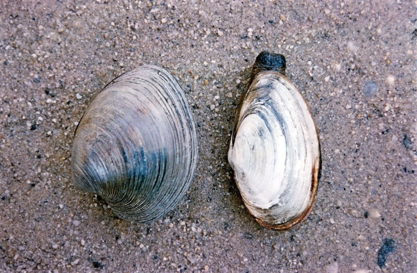 Ocean Quahog