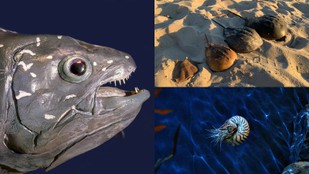 Oldest living animals on Earth