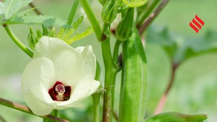 Organic Okra, Organic Okra Farming, Grow okra in balcony