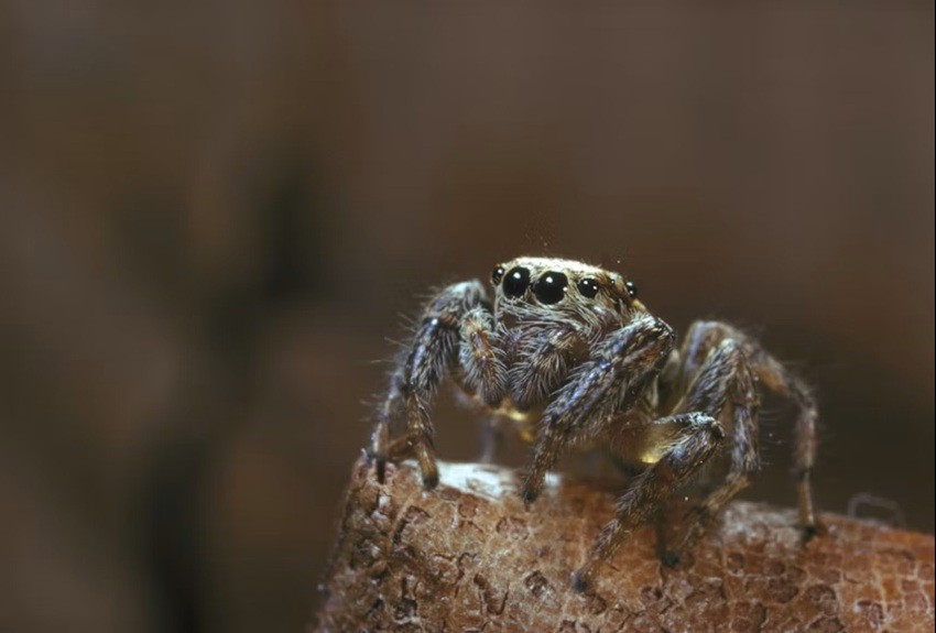 PORTIA SPIDER