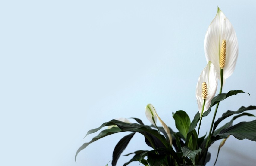 Plants for better sleep