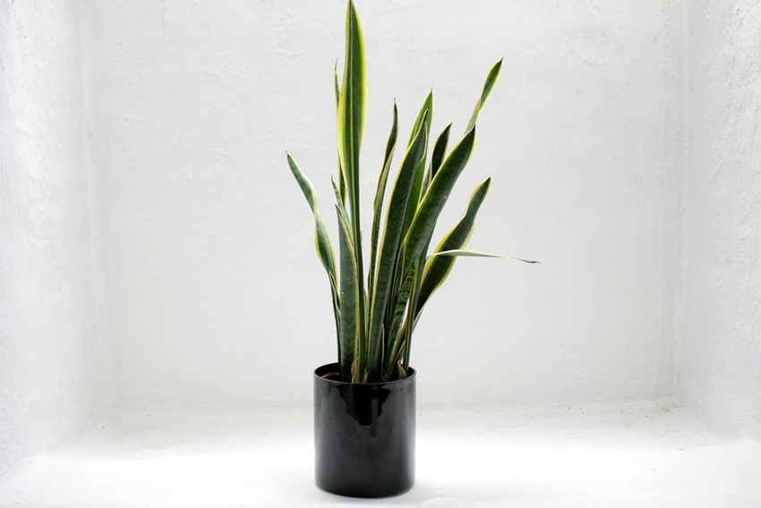 Plants that improve air quality