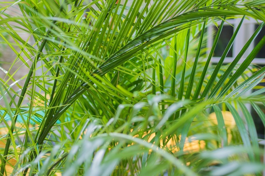 Plants that reduce stress