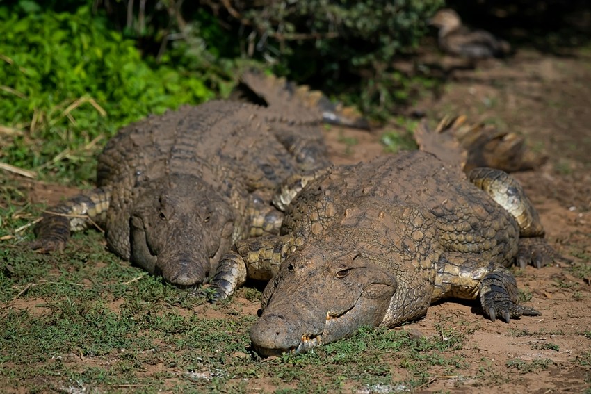 Meet the Ancient Creatures That Outlived Dinosaurs and Ice Ages