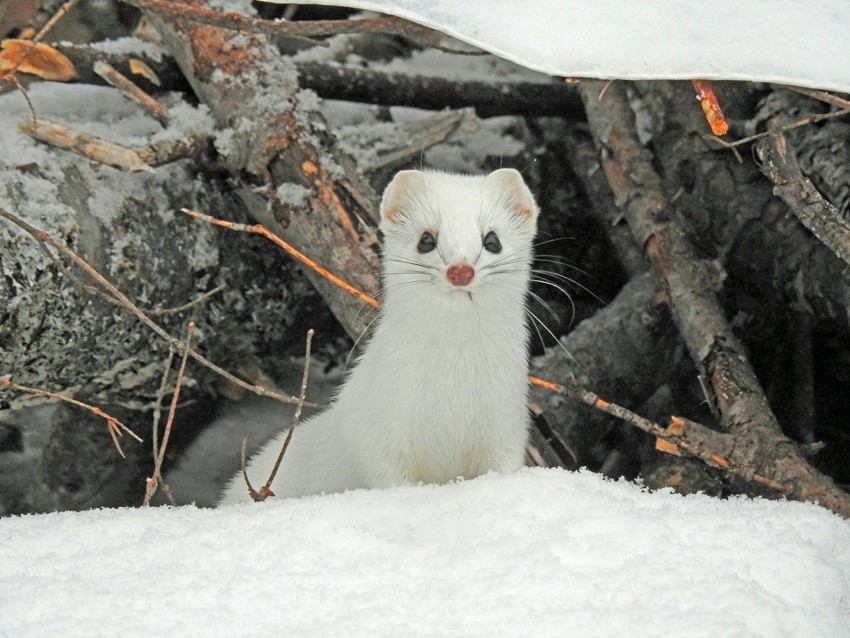 STOAT