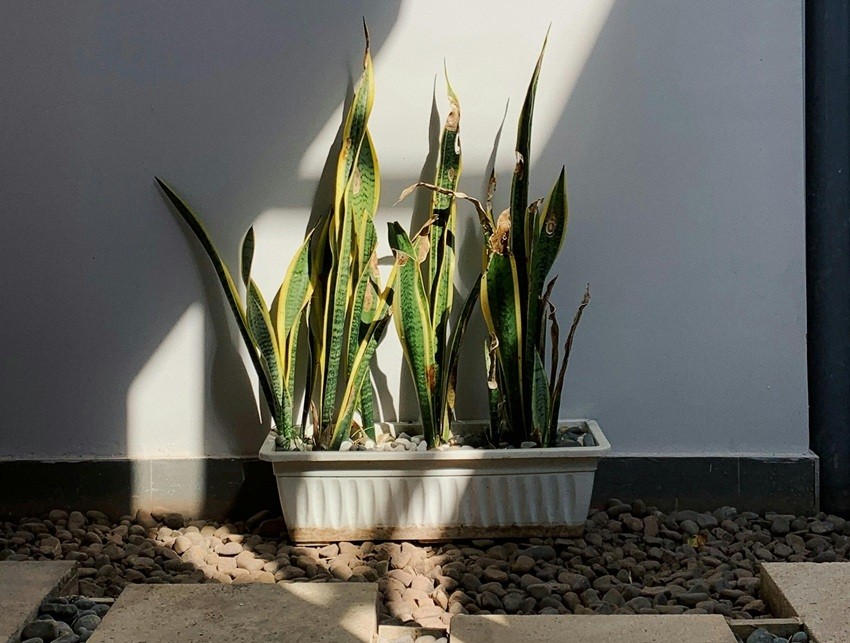 Snake plant