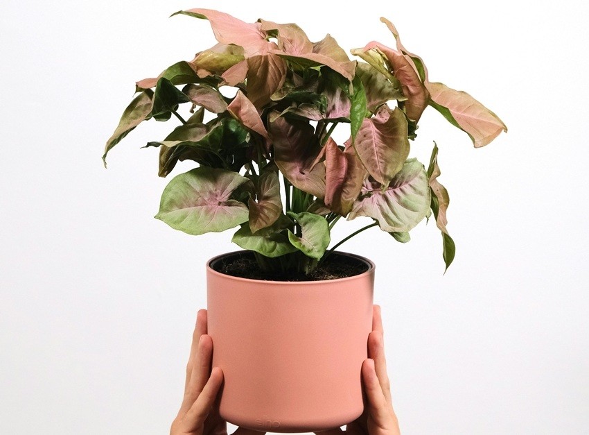 Syngonium
