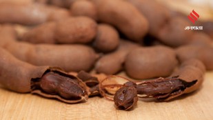 Tamarind Seeds Show Promise in Removing Microplastics