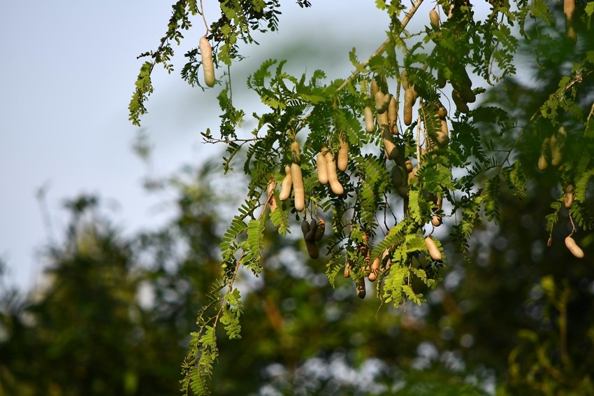 Tamarind microplastic study