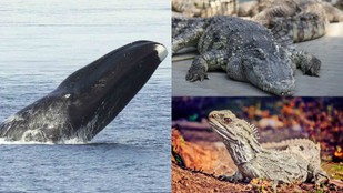 The World Oldest Living Creatures and Their Incredible Lifespans