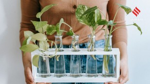 These 6 Plants Grow Beautifully in Just Water