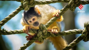 These Animals Show Incredible Intelligence