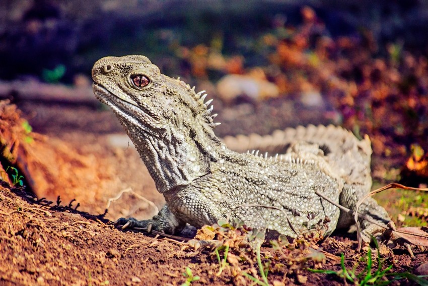 Tuatara