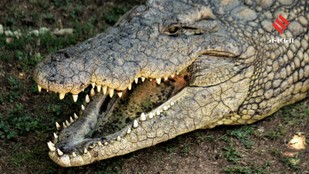 Unbelievable Teeth Counts of Animals